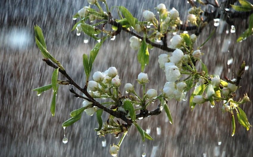 Rayonlara yağış yağır, Ağsuçaydan sel keçir – FAKTİKİ HAVA