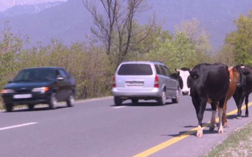 Ötən yeddi ayda sahibsiz heyvanların səbəb olduğu yol qəzalarında 4 nəfər ölüb